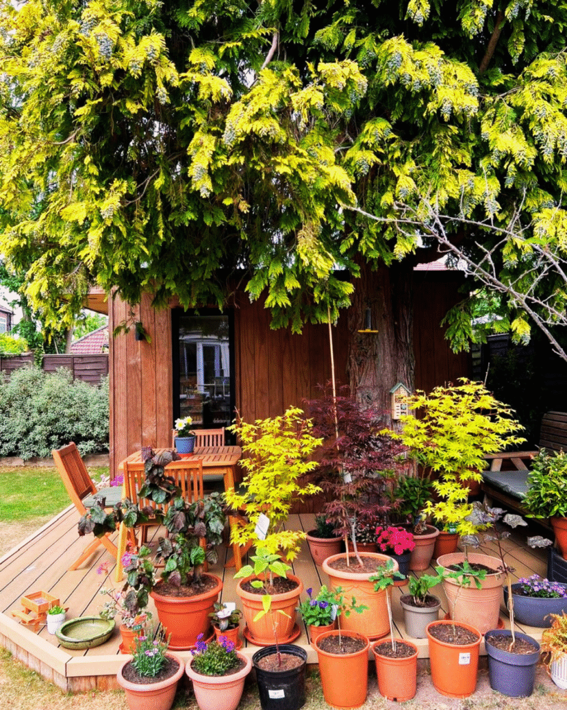 garden office and decking with lots of plants and flowers